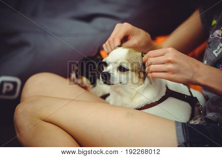 Dog Doing Ear Massage