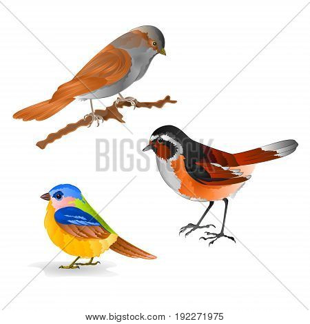 Singing smalls birds Black Redstart titmouse Sparrow vintage set six vector animals illustration for design editable hand draw