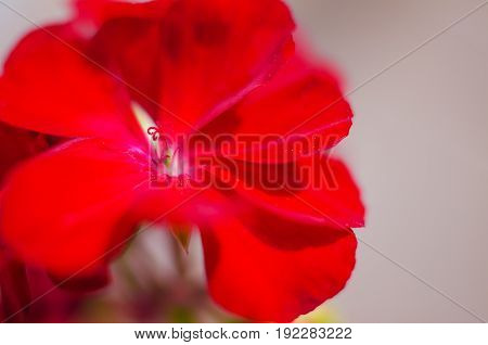Bright Pelargonium Decorate The Yard