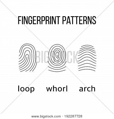 Three fingerprint types on white background. Loop whorl arch patterns. Vector illustration.