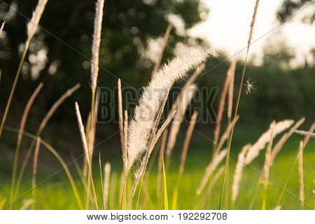 Flowering Grass At Sunrise Background...