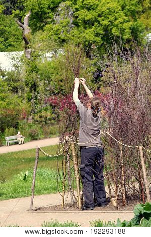 Wisley, Surrey, Uk - April 30 2017: Female Gardener Tying Up Sticks In A Large Garden