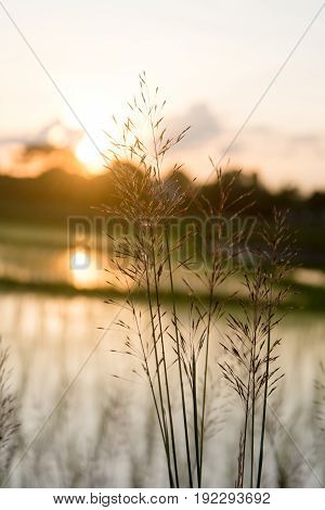 Chrysopogon aciculatus and sunset, nature background .