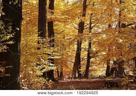 Autumnal Beech Forest