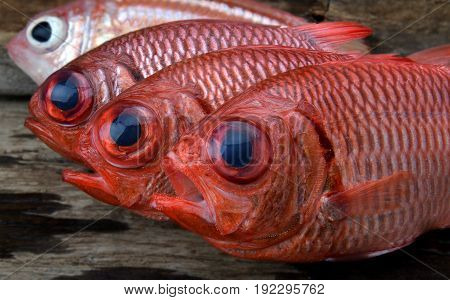 Fresh Pinecone Soldier Fish
