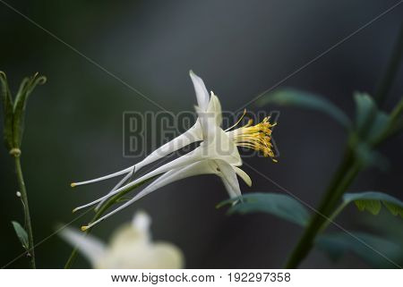 A white columbine flower blooms against a dark background.