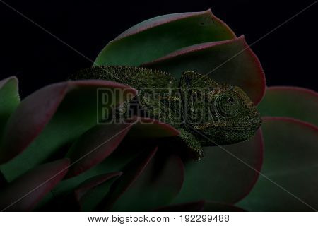 Chamelion On A Succulent Studio Photo