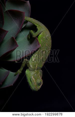 Chamelion On A Succulent Studio Photo