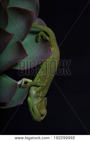 Chamelion On A Succulent Studio Photo