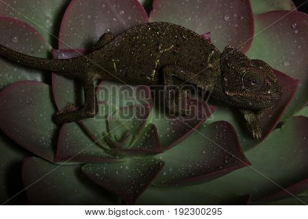Chamelion On A Succulent Studio Photo