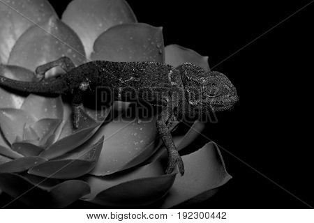Chamelion On A Succulent Studio Photo