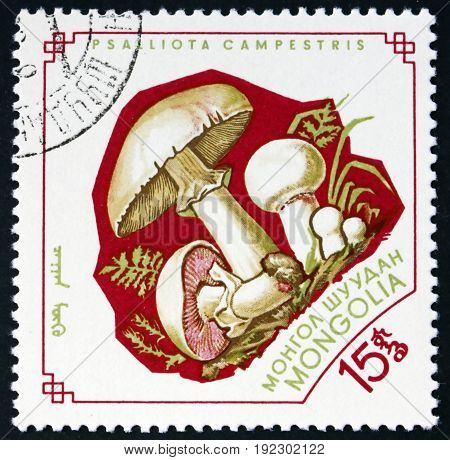 MONGOLIA - CIRCA 1964: a stamp printed in Mongolia shows Field Mushroom Psalliota Campestris circa 1964