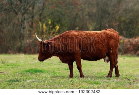 Brown cattle with long horns specific for Auvergne region in France.The breed is Salers and is considered to be one of the oldest and most genetically pure of all European breeds.