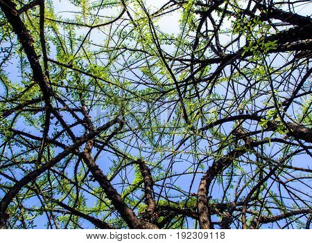 Sky and leaf and trunk of Calabash tree