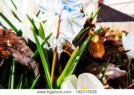 Cute bee on a white&blue spring flower.