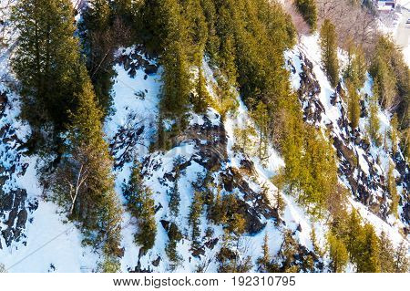 Canadian coniferous trees on the side of a mountain cliff during winter.
