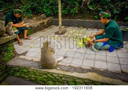 BALI, INDONESIA - MARCH 05, 2017: Unidentified people cutting cob corns to feed the long-tailed macaques Macaca fascicularis in The Ubud Monkey Forest Temple on Bali Indonesia.