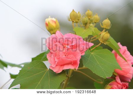 Hibiscus Mutabilis Open At Day Time