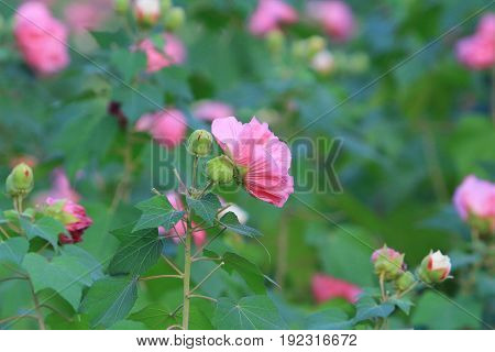 Hibiscus Mutabilis Open At Day Time