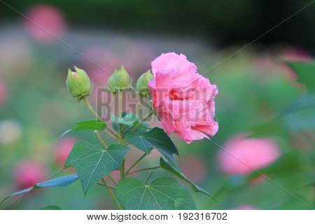 Hibiscus Mutabilis Open At Day Time