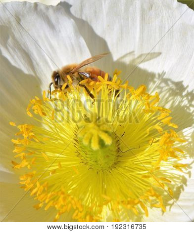 Bee Collecting Pollen on a beautiful flower.