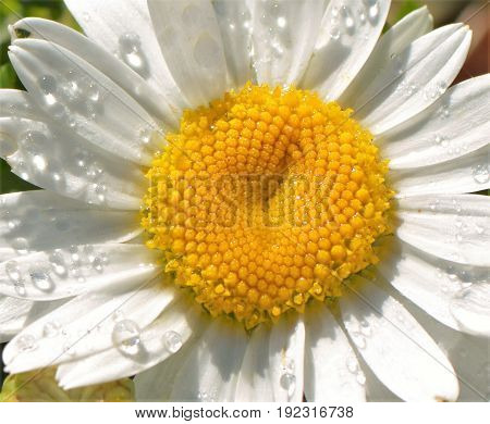 Beautiful flower with water drops in the morning.