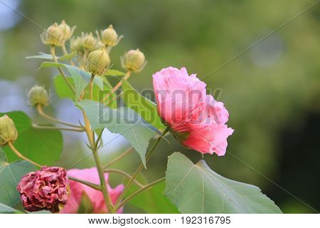 Hibiscus Mutabilis Open At Day Time