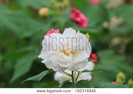 Hibiscus Mutabilis Open At Day Time