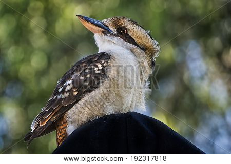Australia's  unique Kingfisher bird the Laughing Kookaburra