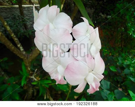 Fresh white orchid flower, beautiful blooming flower