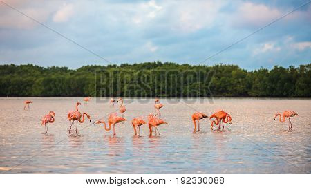 Flamingoes At Rio Lagartos Biosphere Reserve, Yucatan, Mexico