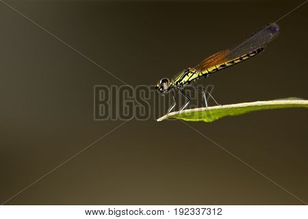 Image of Libellago lineata lineata dragonfly on nature background. Insect Animal (Burmeister 1839) Family Chlorocyphidae.