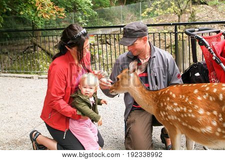 People Who Feed And Pat The Fawns At The Zoo
