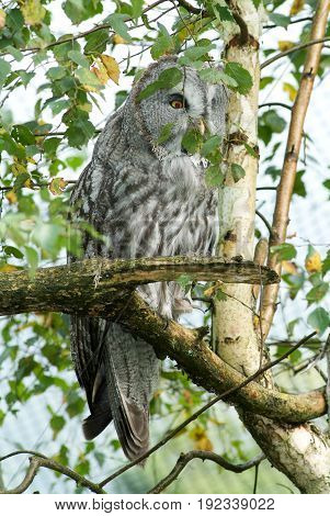 The Ural Owl (strix Uralensis)