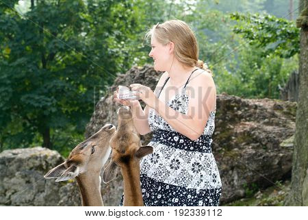 Woman Who Feed And Pat The Fawns At The Zoo