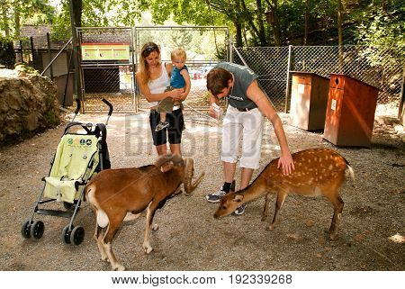 People Who Feed And Pat The Fawns At The Zoo