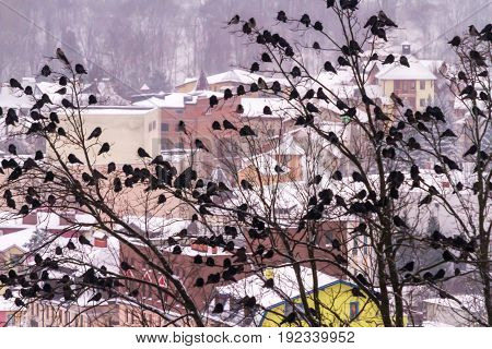 A huge flock of crows sits on trees in the background of the winter city of Truskavets Ukraine.