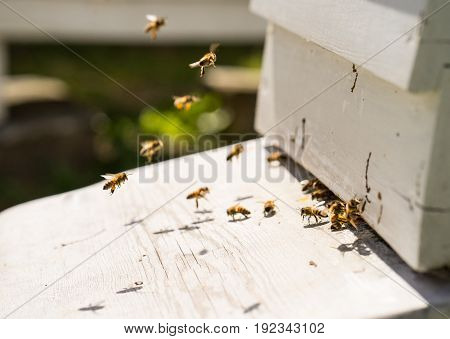 Close up of bees flying in and Out of their hives. Some of the bees carry golden pollen lumps on their legs