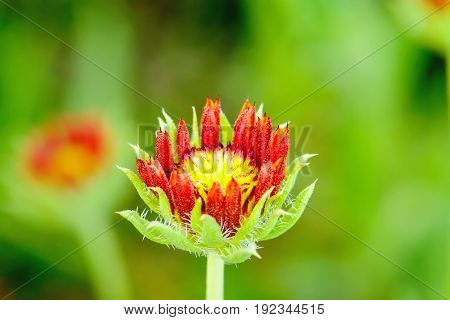 Gaillardia Flowers With Multiple Colors And Bright Colors