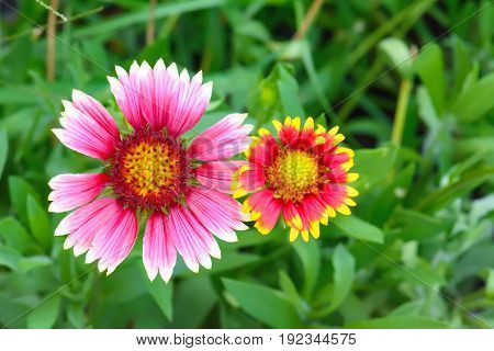 Gaillardia Flowers With Multiple Colors And Bright Colors