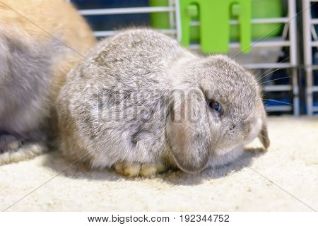 The Brown Rabbit