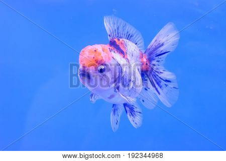Goldfish In The Cabinet