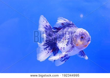 Goldfish In The Cabinet