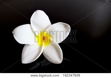 Frangipani flower on a black background.Plumeria tropical flower.Spa concept.Selective focus.