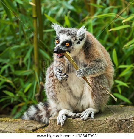 Adult lemur katta (Lemur catta) eating bamboo