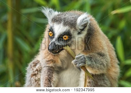 Portrait of an adult lemur katta eating bamboo