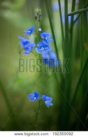 Veronica chamaedrys (bird's-eye speedwell) small flower green meadow