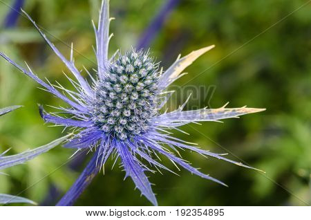 Sea Holly in Close up with blurred background