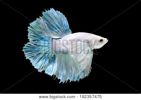 Betta Or Saimese Fighting Fish.