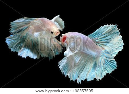 Betta Or Saimese Fighting Fish.